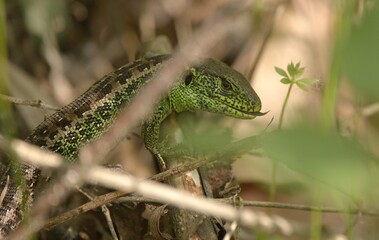 Reptile green lizard in bush looking some food at springtime