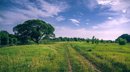 Obraz premium Summer landscape