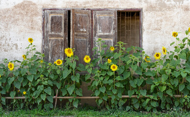 Vintage windows with open wooden shutters with sunflower garden