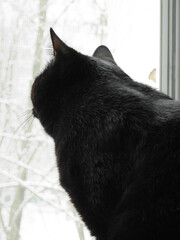 Black cat looks out the winter window