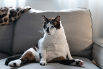 fat black and white cat with blue eyes sitting on the sofa with a funny posture