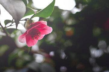 Close-up view of a blooming pink rose with a blurry green foliage in the background