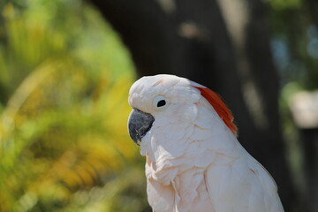 Portrait of a white cockatoo
