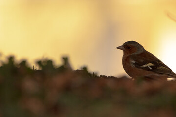 A single male chaffinch perching in a church yard, with a blurred background. 
