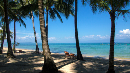 Palms on Ganh Dau Beach, Phu Quoc Island (Vietnam)