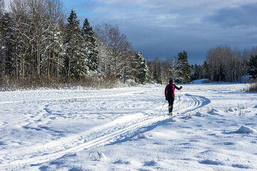 Skier woman ride running on sunny winter day with ski sticks. Healthy people activity lifestyle. Long Ski tracks trails on the snow field. Countryside beautiful snowy landscape with rows of trees. 