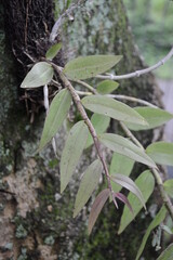orchid leaves stuck to the tree