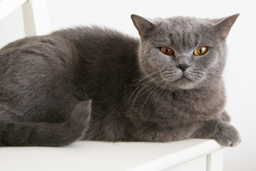 grey british shorthair cat with yellow eyes