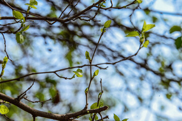 tree branches background.Retro color style summer season