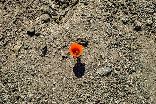 Orange flower in field