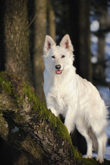 White Swiss Sherherd - Berger Blanc Suisse stands in the forest and balances on a trunk 