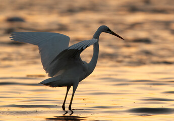 A backlit image of Great Egret at Tubi bay, Bahrain