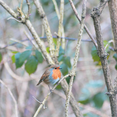 Winter Robin