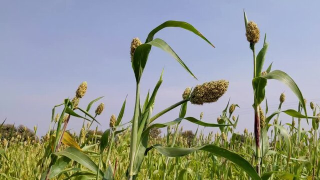 sorghum millet plants swinging in the field