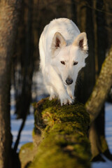 White Swiss Sherherd - Berger Blanc Suisse stands in the forest and balances on a trunk 