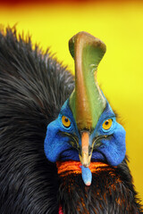 The southern cassowary (Casuarius casuarius) also as double-wattled cassowary, Australian  or two-wattledcassowary. Southern cassowary portrait at sunset with yellow background.