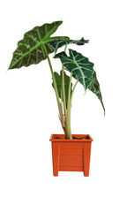 Alocasia in orange pot isolated on white background