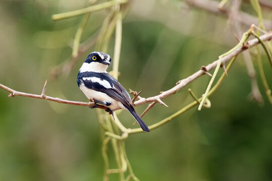 The chinspot batis (Batis molitor) sitting on a thorny branch. A small black and white passerine from East Africa with a green background.