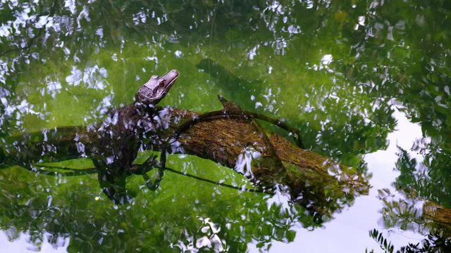 An alligator is resting in the river.
