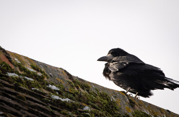 A single Rook perching on a roof, with a white sky background.