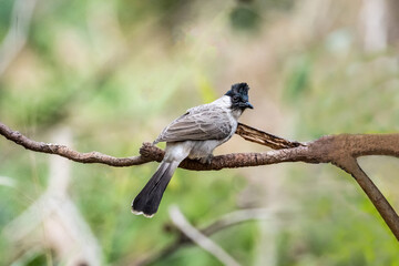A Sooty-headed bulbul (Pycnonotus aurigaster) stands resting on a stump.