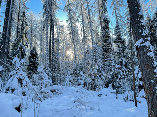 Winter Sunny Forest Landscape. Snowy winter landscape. 
