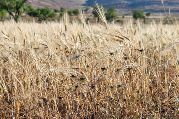 Cereal field close up in Morocco.
