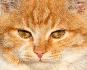eyes of a ginger cat close up