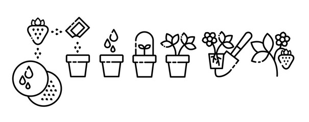 set of vector icons strawberry, outline, the process of growing strawberries from strawberry seeds in pots, transplanting seedlings into the ground, the stages of plant growth, infographics seedlings.