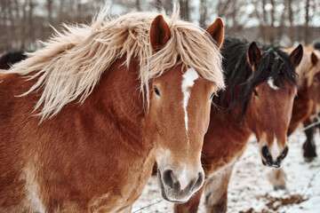 Obraz premium horse in winter