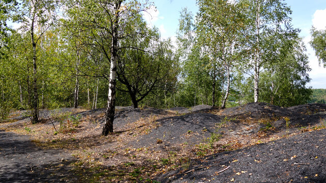 Sous bois sur un terril