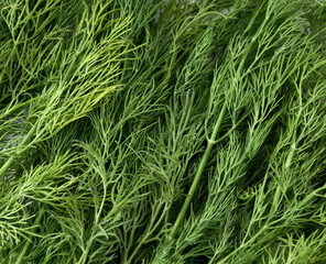 Fresh green dill background. Green dill texture. Bunch of dill. Seasoning. Spice for different dishes