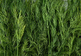 Fresh green dill background. Green dill texture. Bunch of dill. Seasoning. Spice for different dishes