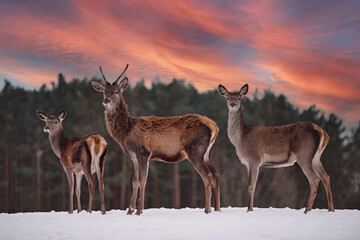 Roe deer and buck by the edge of the forest in the winter