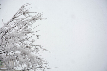 Fototapeta na wymiar Covered trees in a snowy landscape