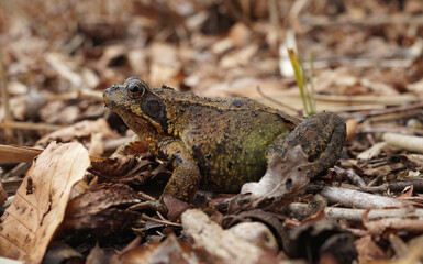 Close up of a female common brown frog , Rana temporaria during spring migration