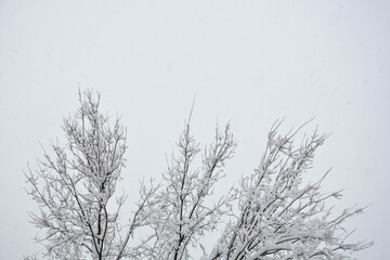 Covered trees in a snowy landscape