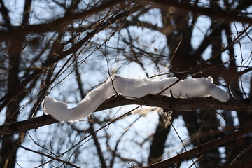 Śnieg na gałęzi zimową porą w lesie.  - obrazy, fototapety, plakaty