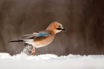 Eurasian Jay (garrulus glandarius) searching for food in the snow with a nice background in the forest in Salland area in the Netherlands
