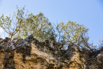 Looking up at sky and trees from Stockyard Gully