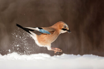 Eurasian Jay (garrulus glandarius) searching for food in the snow with a nice background in the forest in Salland area in the Netherlands