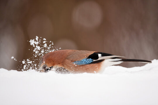 Eurasian Jay (garrulus glandarius) searching for food in the snow with a nice background in the forest in Salland area in the Netherlands
