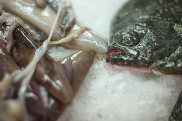 Closeup of fresh raw squid a flat fish head at Kotor farmer's market,Kotor,Montenegro.