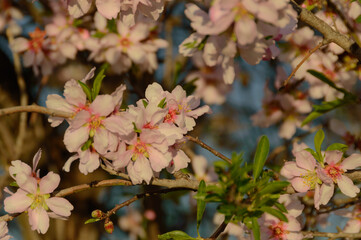 Almond tree flower blossom
