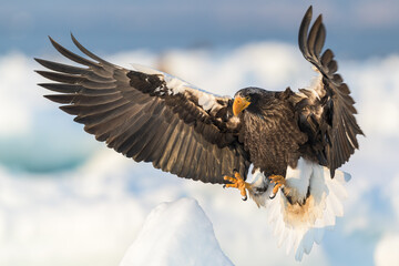 大鷲の流氷着地