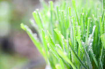 Obraz premium green grass with dew drops