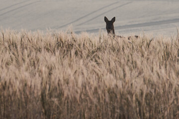 Wildes Reh im Feld