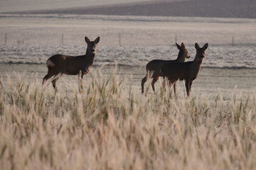 Wilde Rehe im Feld