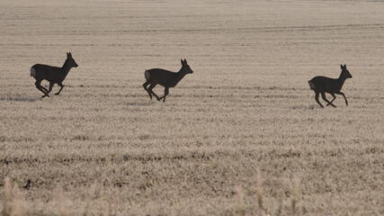 Silhouette flüchtender Rehe im Feld