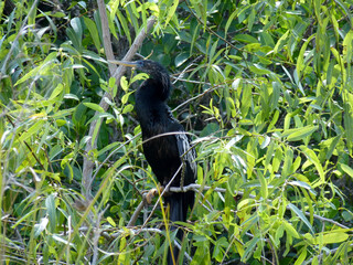 Black bird in Puerto Rico